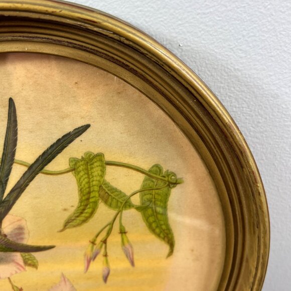 Vintage 1940’s Hylonympha Macrocerca Hummingbird Print by Gould Gold Oval Frame - Picture 2 of 10